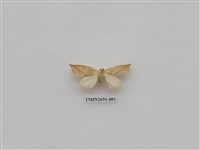 藏品(尺蛾236)的圖片